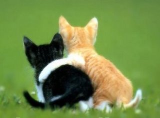 My Cat